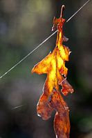 Just hanging around... :)