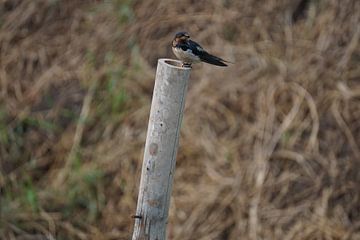 vogel op paal van Bart Cornelis de Groot