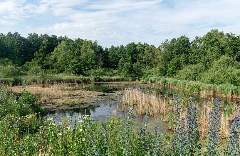 Réserve naturelle de Kielenswen Genk par Richard Wareham