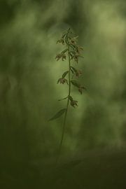 Brede wespenorchis von Douwe Schut