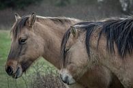 Konik paarden op natuurgebied Lentevreugd van Dirk van Egmond thumbnail