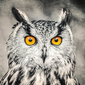 Les yeux d'un hibou
