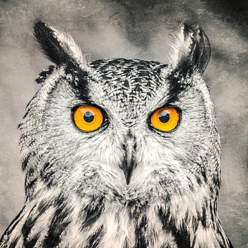 Les yeux d'un hibou sur by Maria