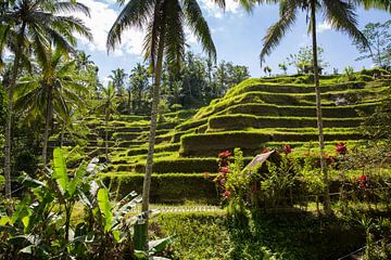 Reisfelder im Inneren von Bali