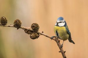 Oiseau dans une belle lumière sur Francis Dost