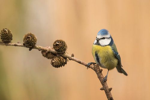 Plue tit in beautiful light