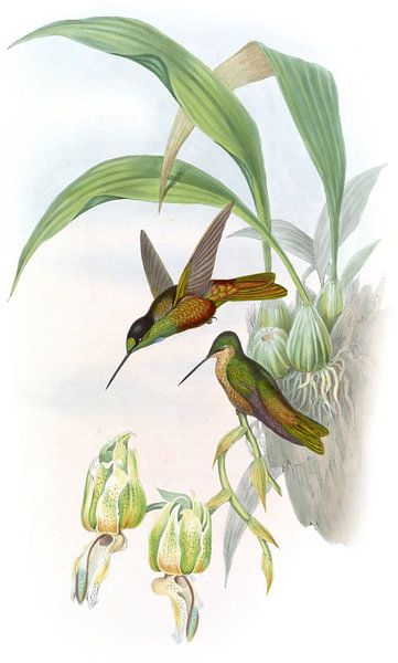 Bonapartes Star-Frontlet, John Gould von Hummingbirds