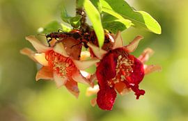 visitors in the pomegranate blossom by Jan Katuin