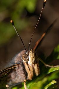 Tête d'un papillon Atalanta