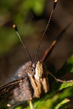 Kop van een Atalanta vlinder van Anne Ponsen