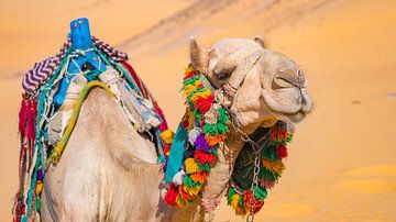 Kameel in de woestijn bij Aswan, Egypte van Jessica Lokker