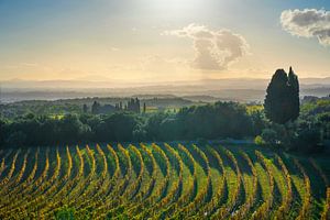 Chianti-Weinberge bei Sonnenuntergang. San Gusmé, Toskana, Italien
