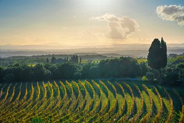 Chianti wijngaarden bij zonsondergang. San Gusmé, Toscane, Italië