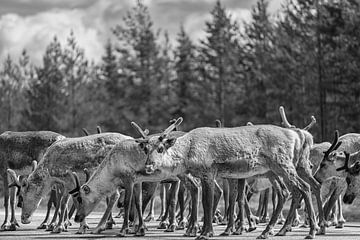 Rentiere auf der Straße (Arvidsjaur) Schweden von Marcel Kerdijk