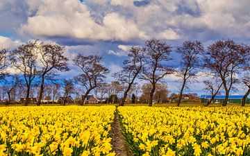 Daffodils by peterheinspictures
