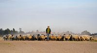 Shepherd with flock returns home