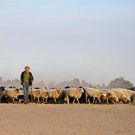 Shepherd with flock returns home by Riekus Reinders