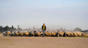 Schaapherder met kudde keert huiswaarts van Riekus Reinders