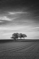 Bäume in einer hügeligen Landschaft mit langen Linien