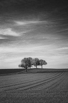 Bäume in einer hügeligen Landschaft mit langen Linien von André Post