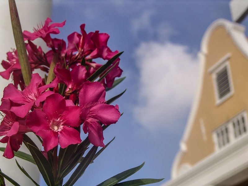 Curaçao von Eric van Nieuwland