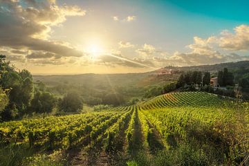 Wijngaarden bij zonsondergang in Maremma van Stefano Orazzini
