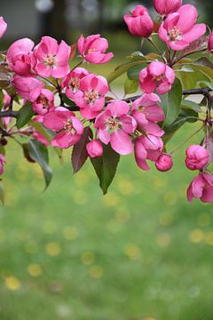 Een appelboom in bloei in het voorjaar van Claude Laprise