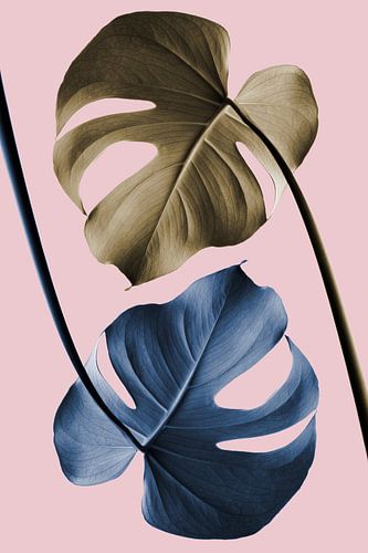 Monstera Roze 12