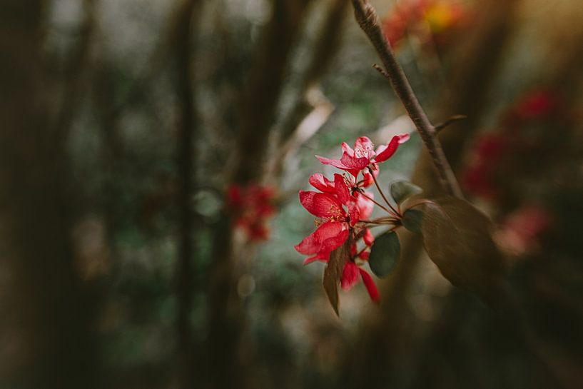Calm Touch by Hiske Boon