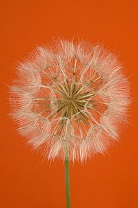 Orange... Mit einem Flusenball aus Morgenstern (Tragopogon)