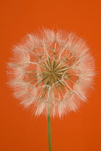 Orange... Avec une boule duveteuse d'étoile du matin (Tragopogon)