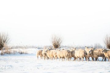 Schapen in winters polderlandschap. van Ron van der Stappen