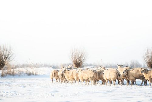 Schapen in winters polderlandschap.