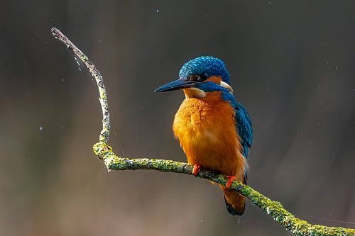 IJsvogeltje op visjacht