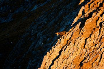 Gämse  in den Alpen bei Sonnenaufgang von Dieter Meyrl