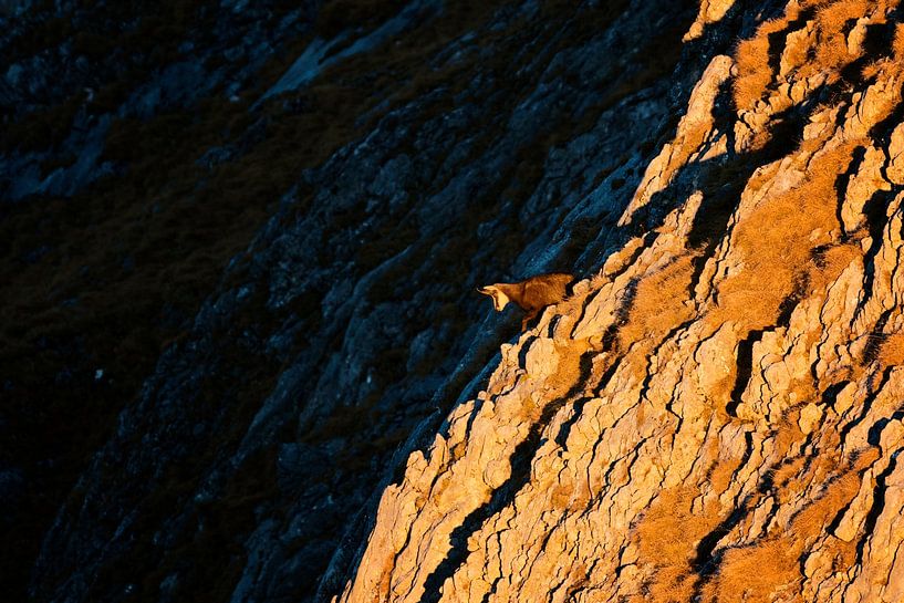 Chamois in the Alps at sunrise by Dieter Meyrl