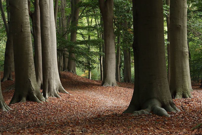 Forest in the Netherlands by Maarten Baltussen