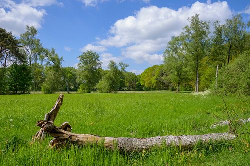 Panorama heathland near Heelsum