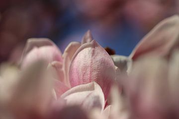 Close up  van magnolia van Audrey Nijhof