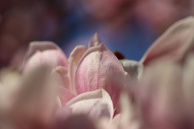 Close up of magnolia by Audrey Nijhof