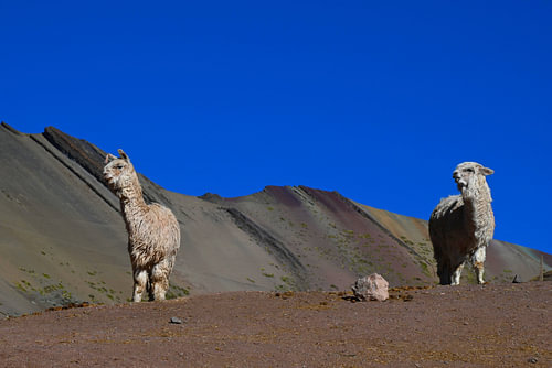 VINICUNCA 1