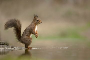 Squirrel by the water by Gea Veldhuizen