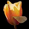Gele tulp in tegenlicht van MMFoto