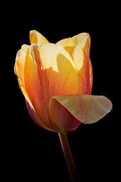 Yellow tulip in backlight
