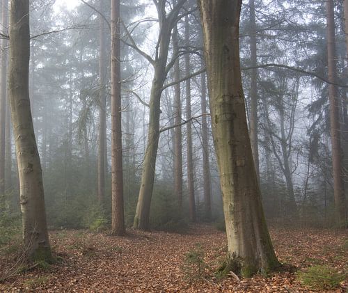 Mistig bos met door bladeren bedekt pad.