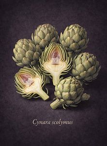 Artisjokken – Cynara scolymus