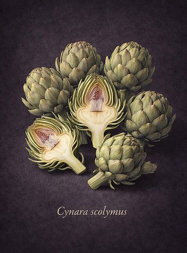 Artisjokken – Cynara scolymus