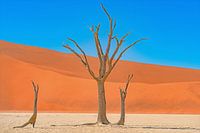 Three petrified trees in orange sand dunes