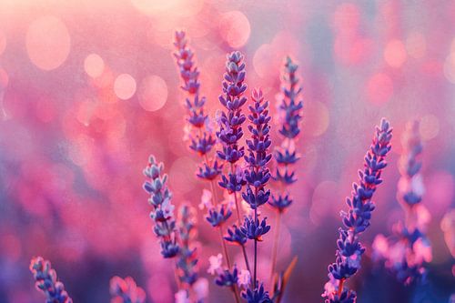 Lavande en lumière pourpre No 2