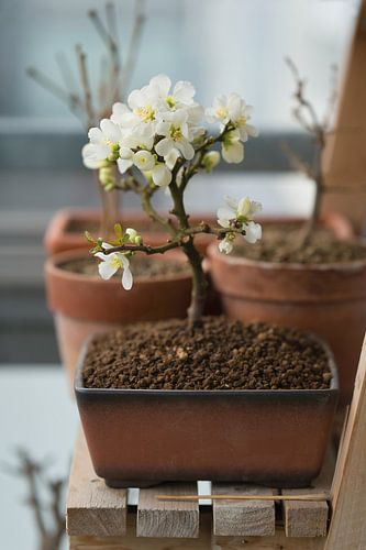Le cognassier du Japon (Chaenomeles japonica) en bonsaï sur Heiko Kueverling